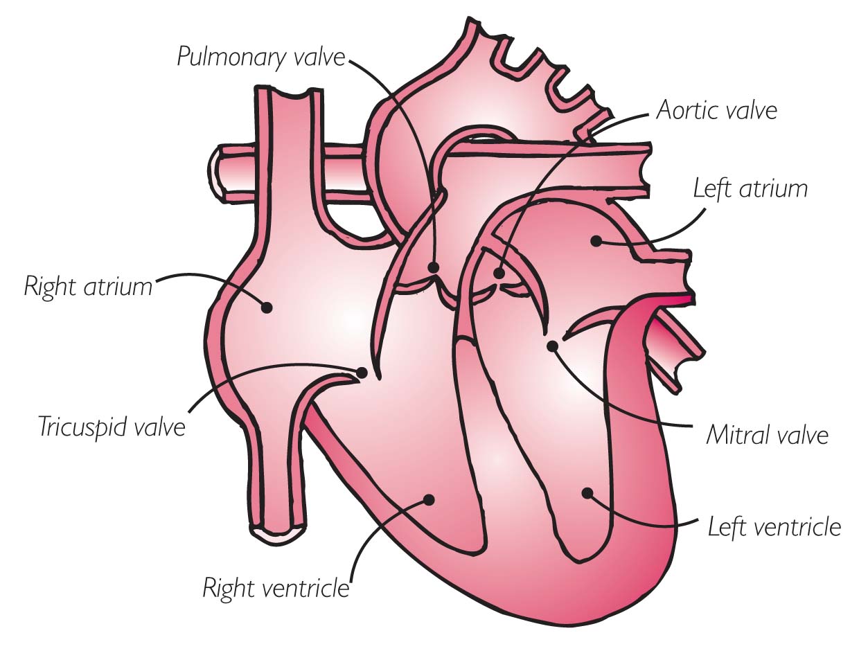 Your Heart Valves Chest Heart And Stroke Scotland